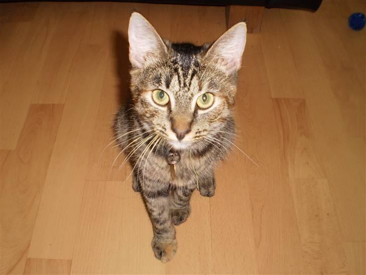 Huskat Felix - Vores lille Felix (: billede 1