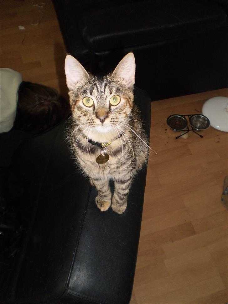 Huskat Felix - Nysgerrige Felix (:  billede 2