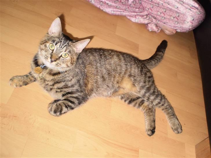 Huskat Felix - "Jeg vil ikke sove, så tag da lige nogle billeder." :P billede 5