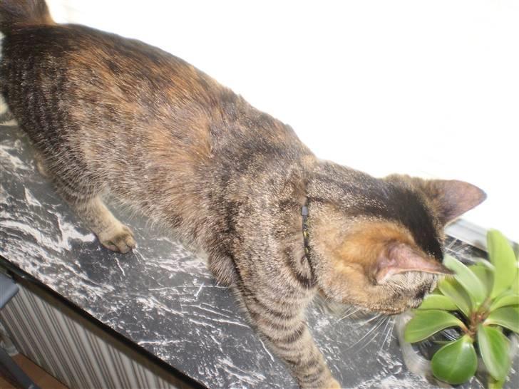 Huskat Felix - "Yes! Endnu en blomst jeg kan lege lidt med!" (: billede 6