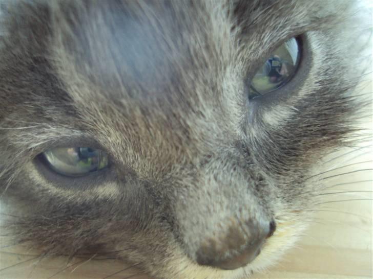 Blanding af racer Gizmo billede 1