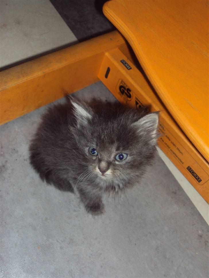 Blanding af racer Gizmo billede 2