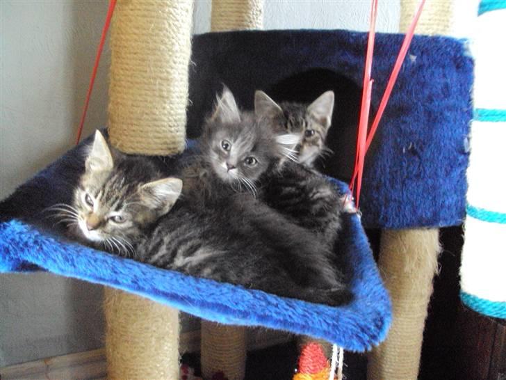 Blanding af racer Gizmo billede 3