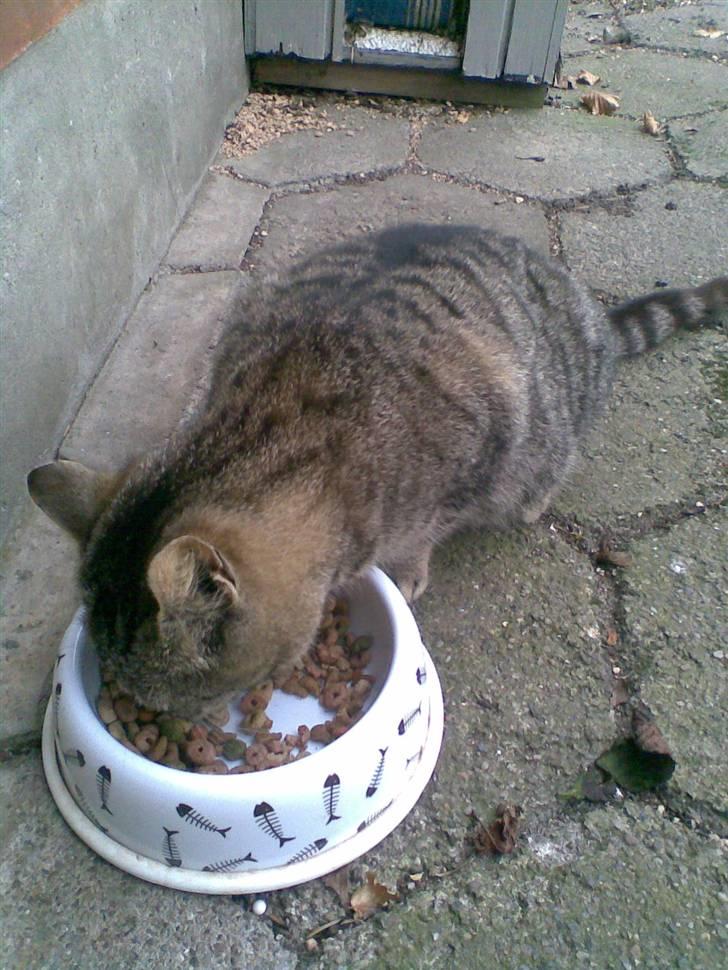 Blanding af racer Lille Mis (missemor) - April 2008 billede 16