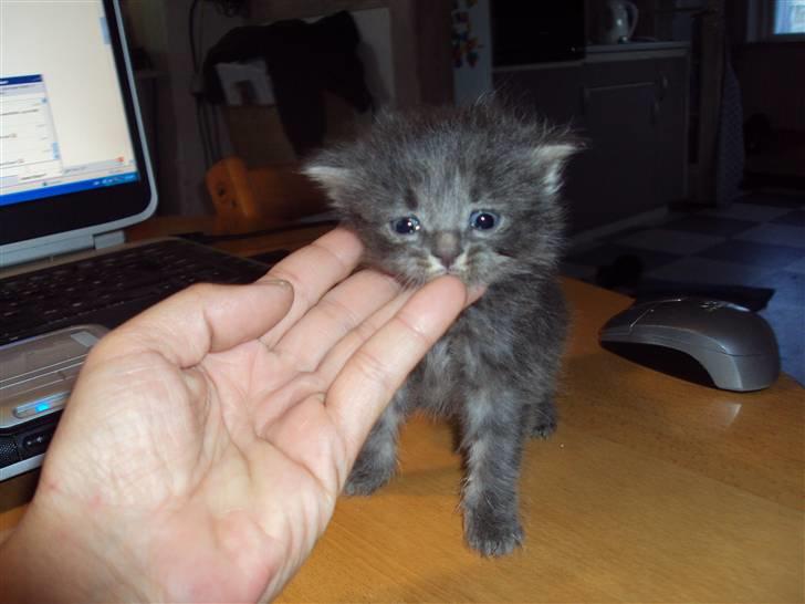 Blanding af racer Gizmo billede 4