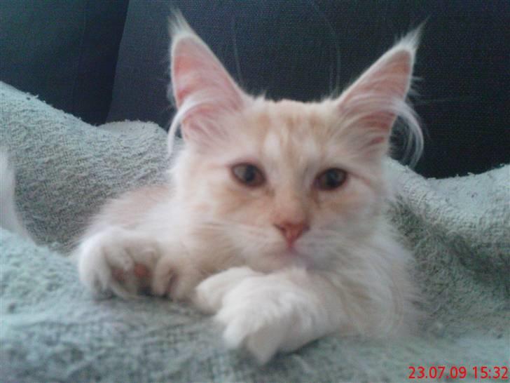 Blanding af racer Bella (P)  billede 3