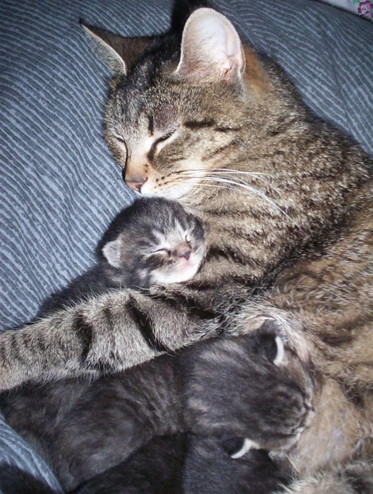 Huskat "Jose" Fine billede 1