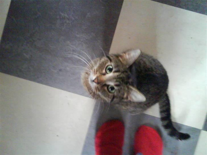 Huskat "Jose" Fine billede 2