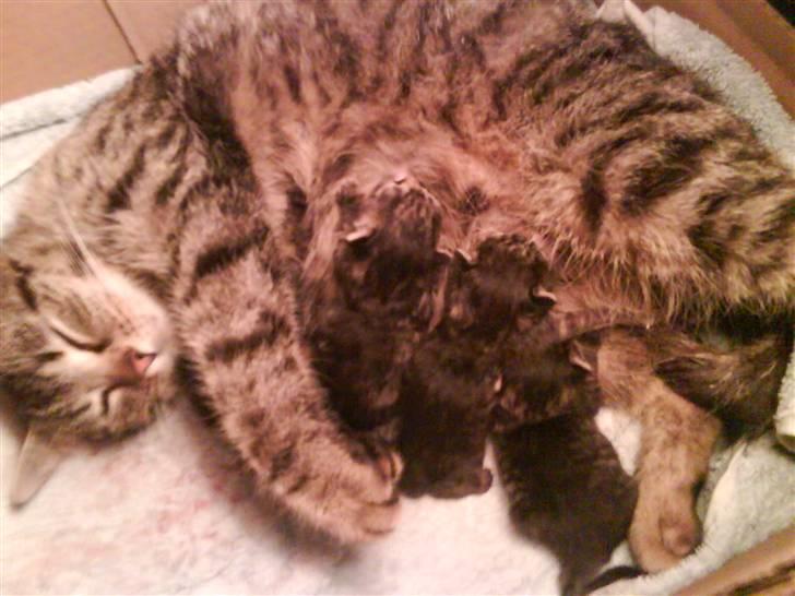 Huskat "Jose" Fine billede 3