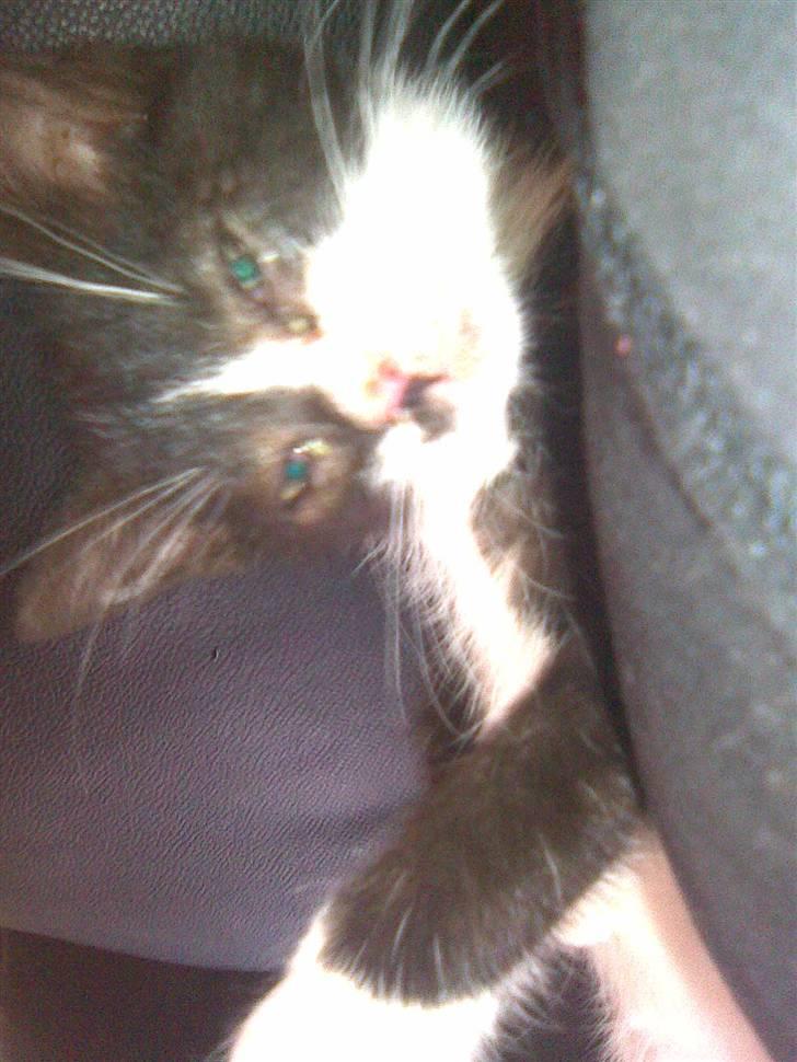 Huskat Nella billede 2