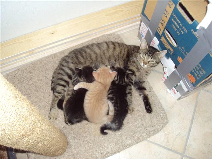 Huskat "Jose" Fine billede 4