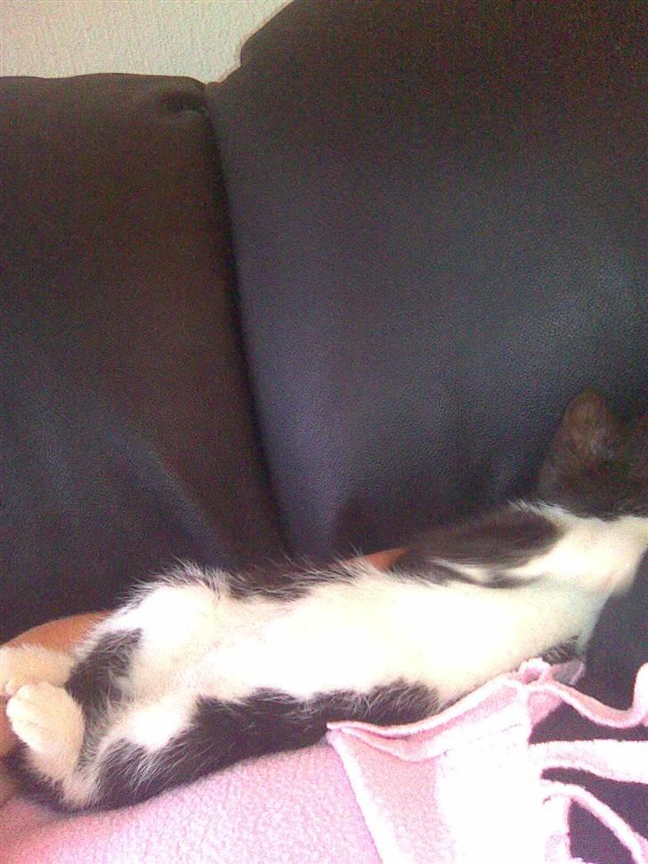 Huskat Nella billede 3