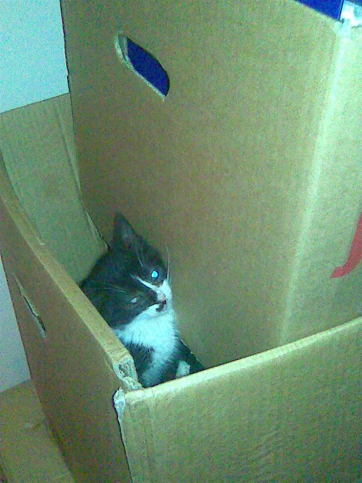 Huskat Nella billede 4