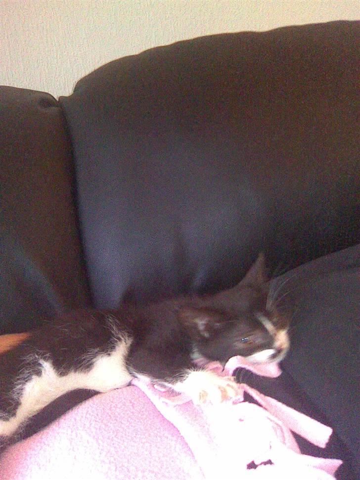 Huskat Nella billede 5