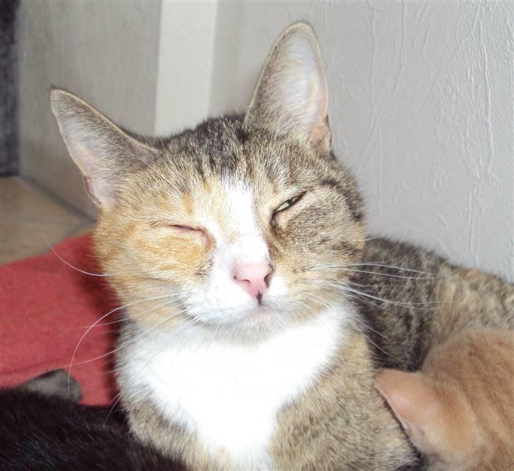 Huskat Mille billede 1