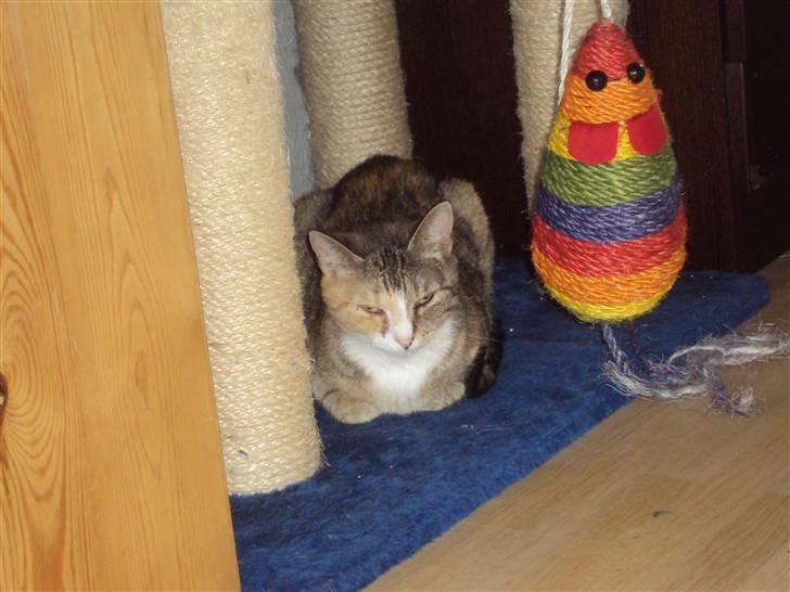 Huskat Mille billede 2