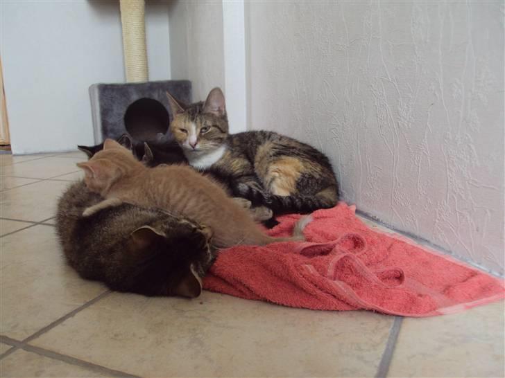 Huskat Mille billede 3