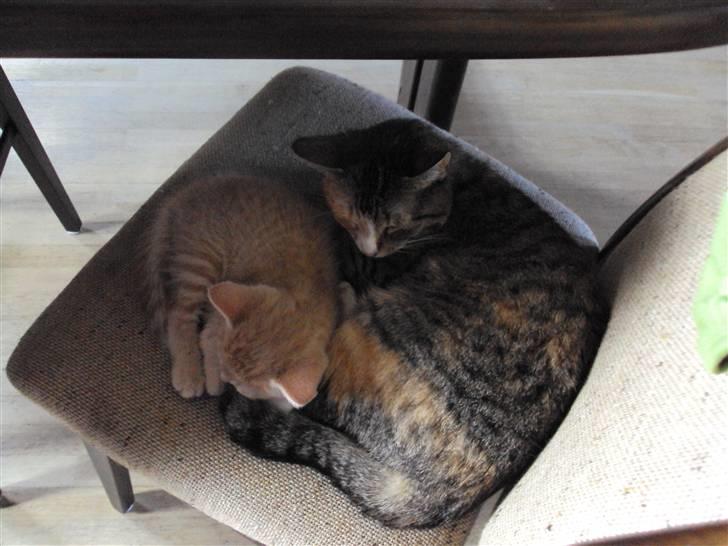 Huskat Mille billede 4