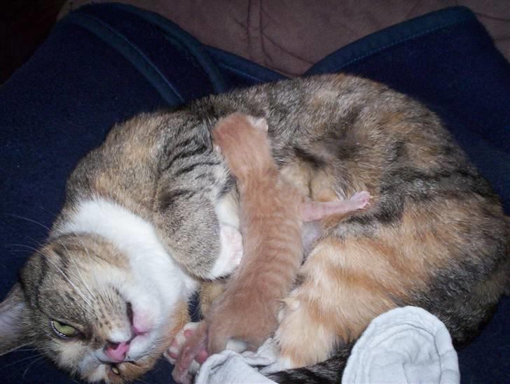 Huskat Mille billede 5