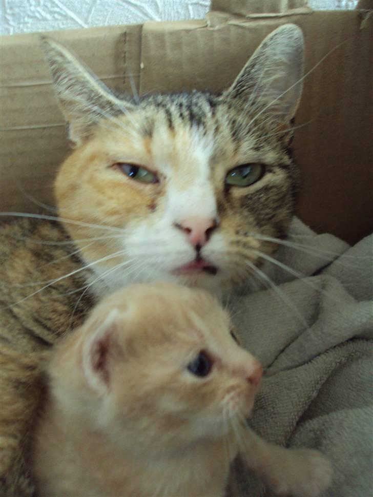 Huskat Mille billede 6