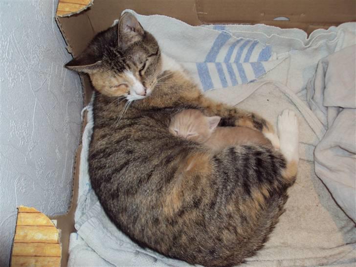 Huskat Mille billede 7