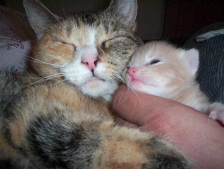 Huskat Mille billede 8