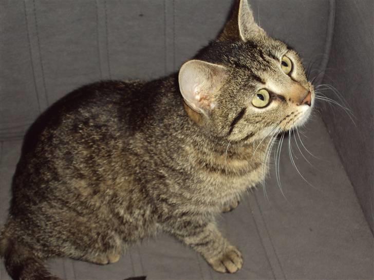 Huskat "Jose" Fine billede 5