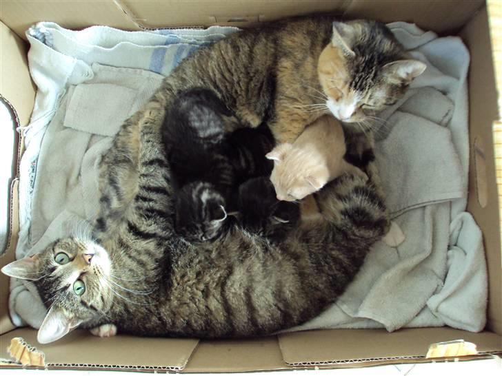 Huskat "Jose" Fine billede 6