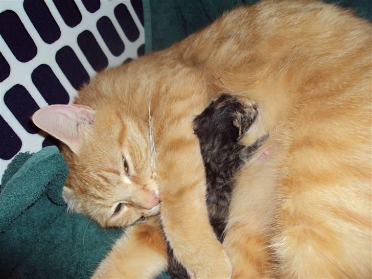 Huskat Fiona billede 1