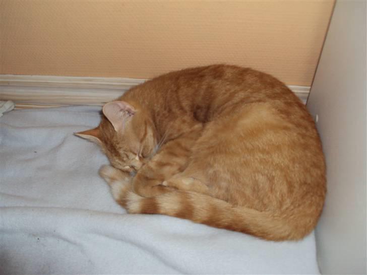 Huskat Fiona billede 2