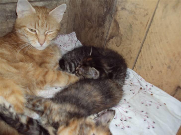 Huskat Fiona billede 5