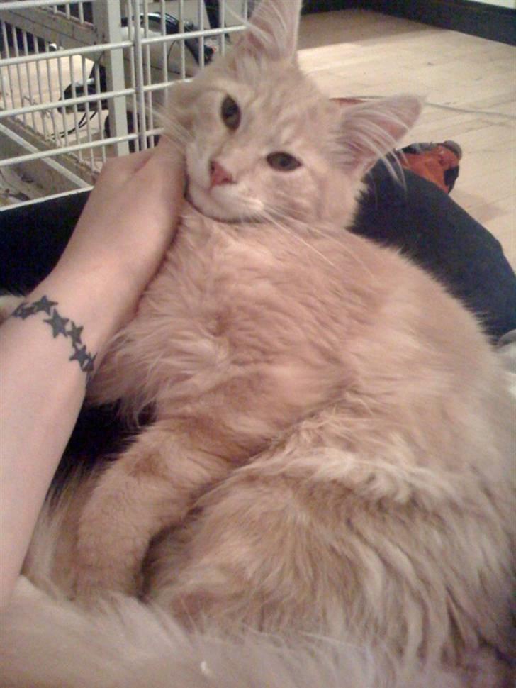 Maine Coon Solo billede 10