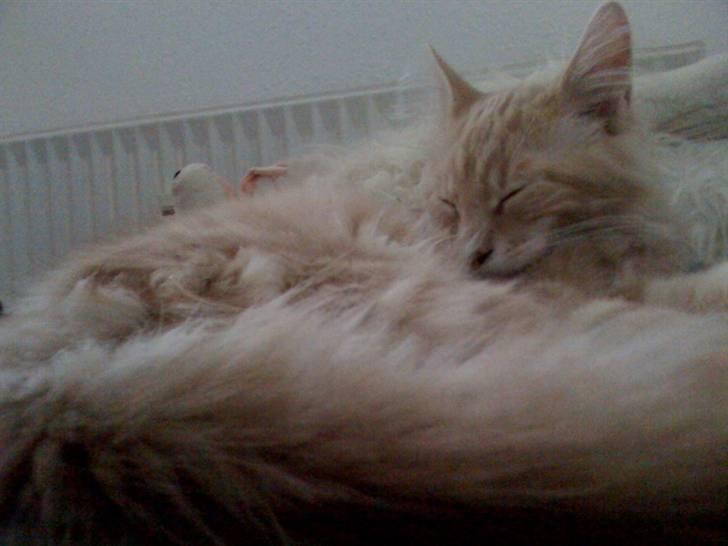 Maine Coon Solo billede 11