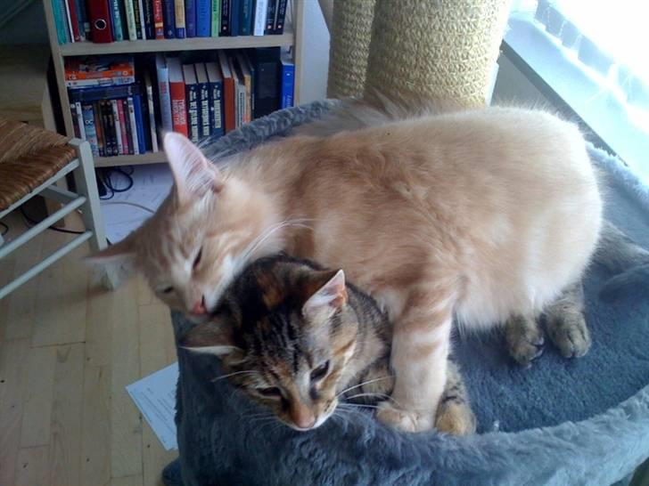 Maine Coon Solo billede 12