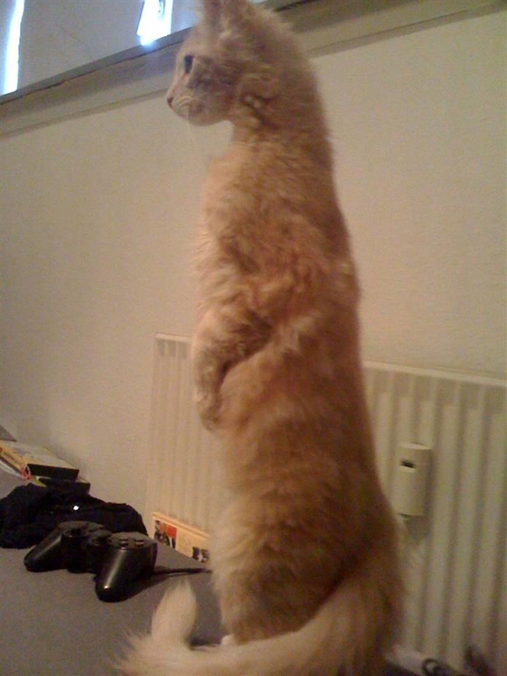 Maine Coon Solo billede 13