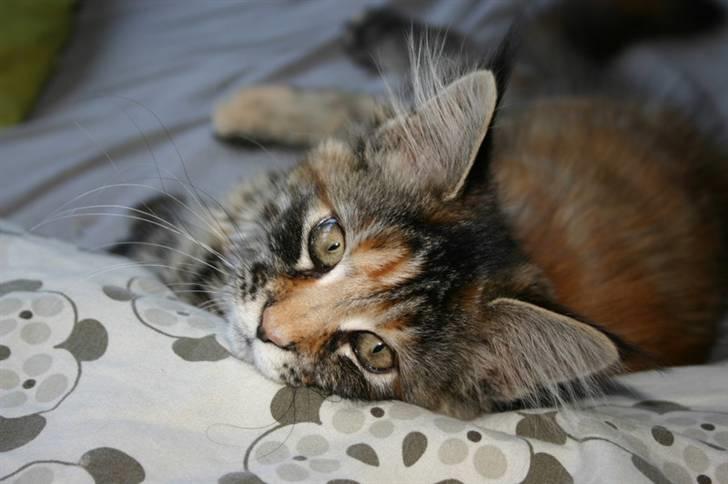 Maine Coon Donderboss Charming Clare billede 1