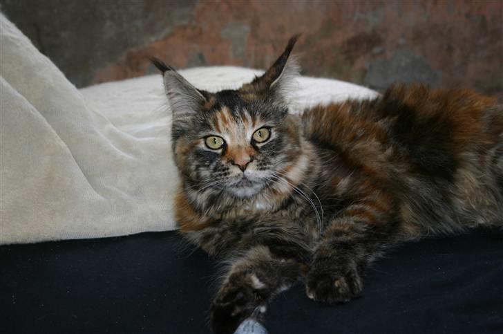 Maine Coon Donderboss Charming Clare billede 2