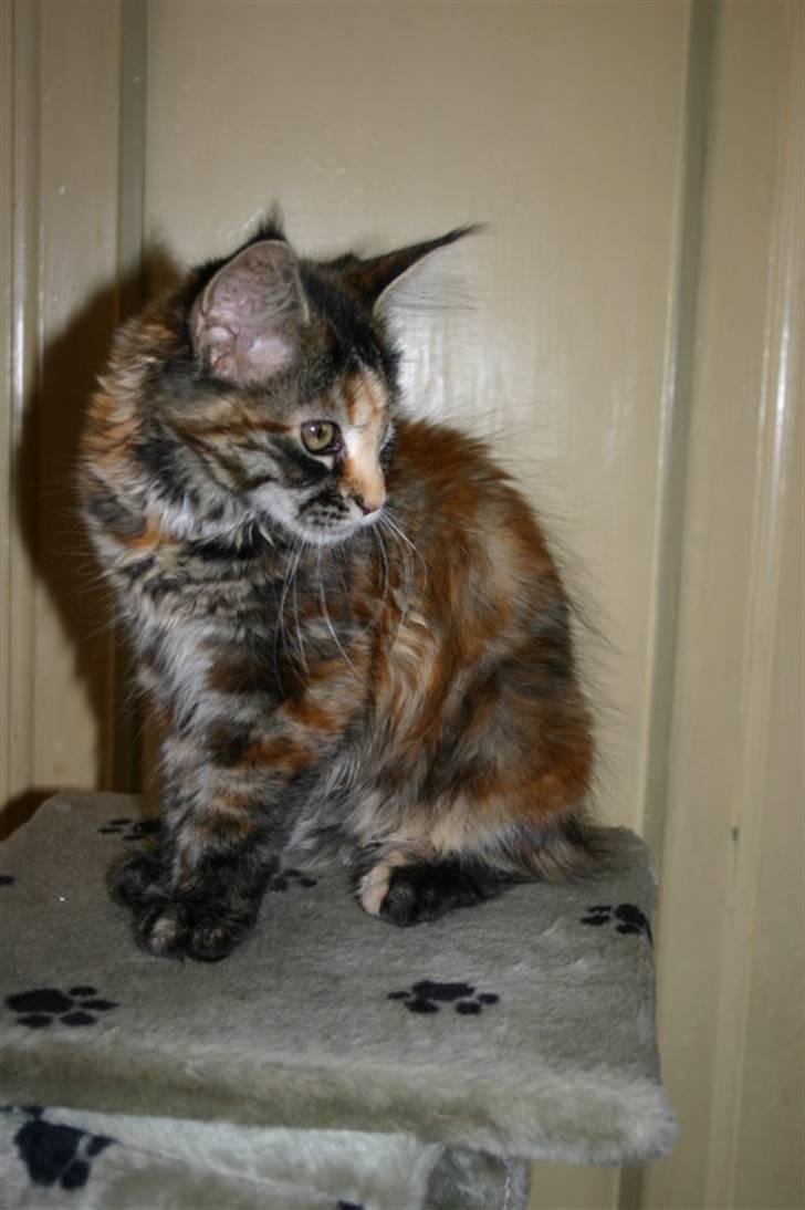 Maine Coon Donderboss Charming Clare billede 3