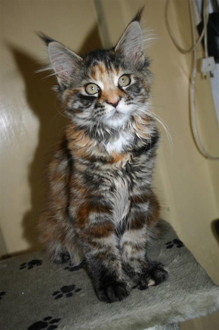 Maine Coon Donderboss Charming Clare billede 4