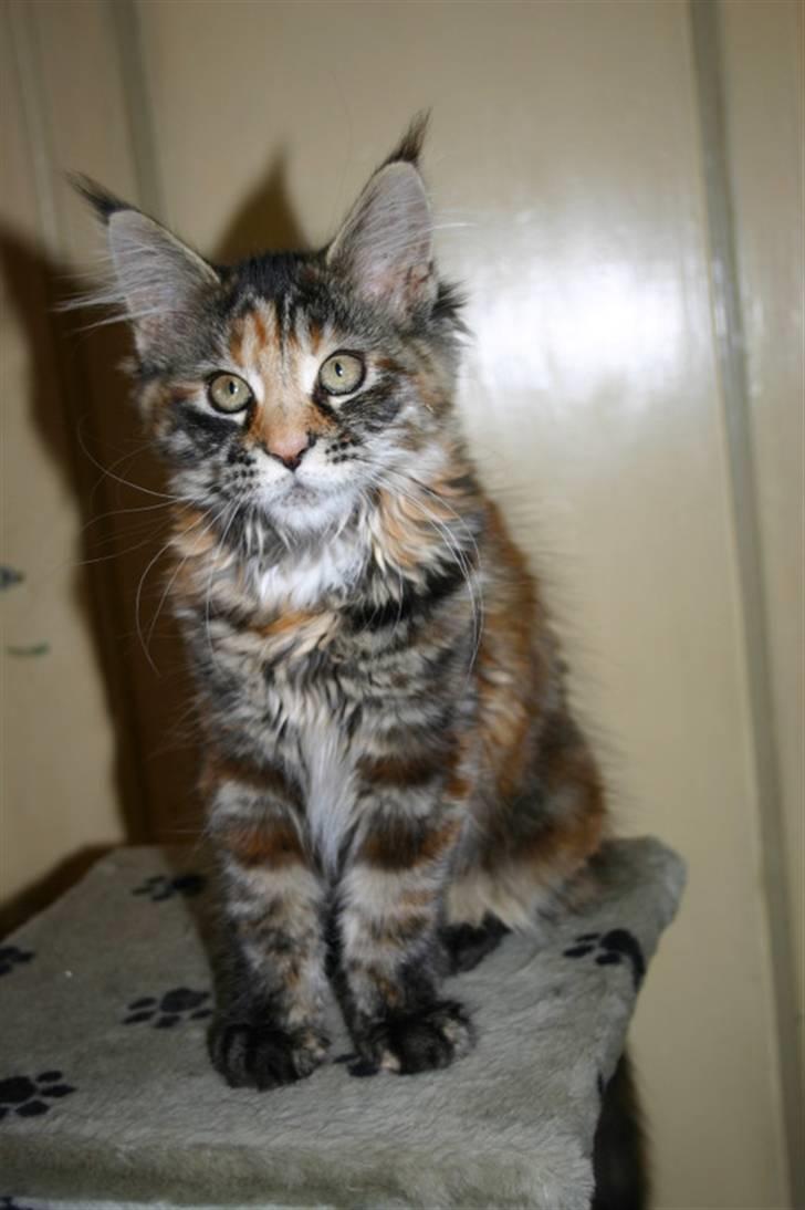 Maine Coon Donderboss Charming Clare billede 5