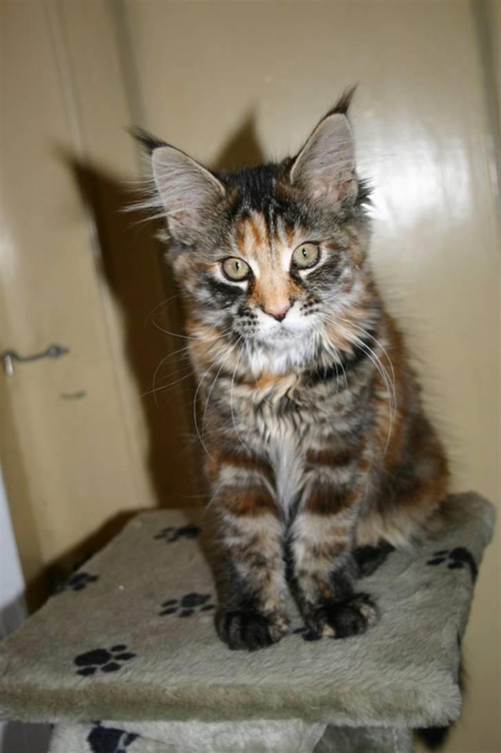 Maine Coon Donderboss Charming Clare billede 6