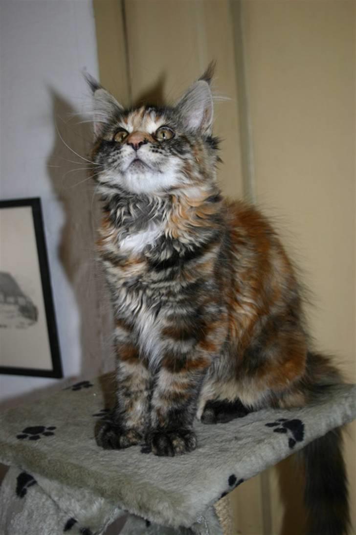 Maine Coon Donderboss Charming Clare billede 7