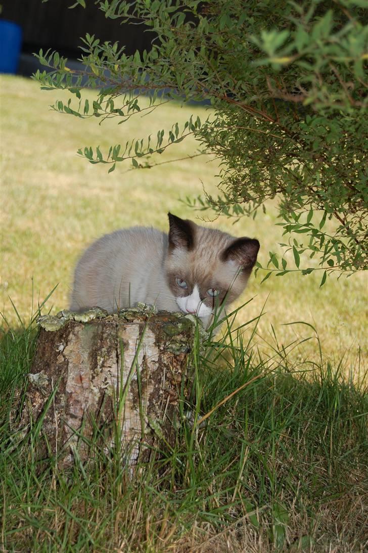 Huskat Lucca Lemon billede 7