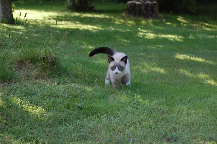 Huskat Lucca Lemon - Farlig ti´germis på jagt ;0) billede 8