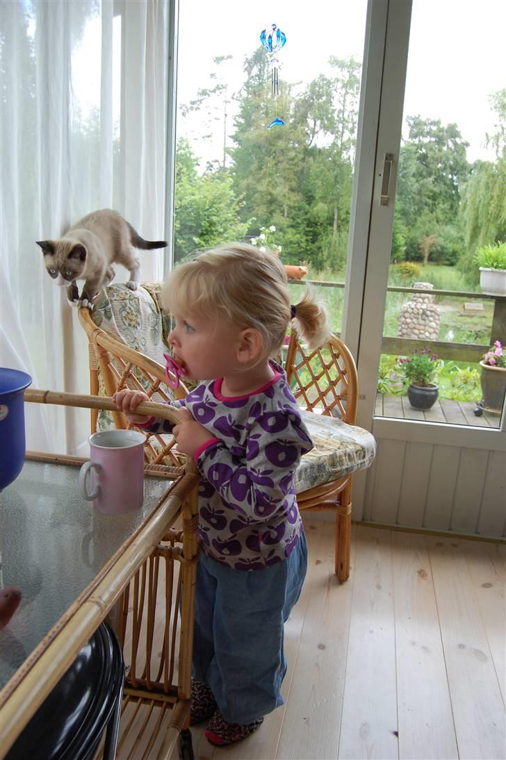 Huskat Lucca Lemon - 2 banditter ude på ballade :0) billede 9