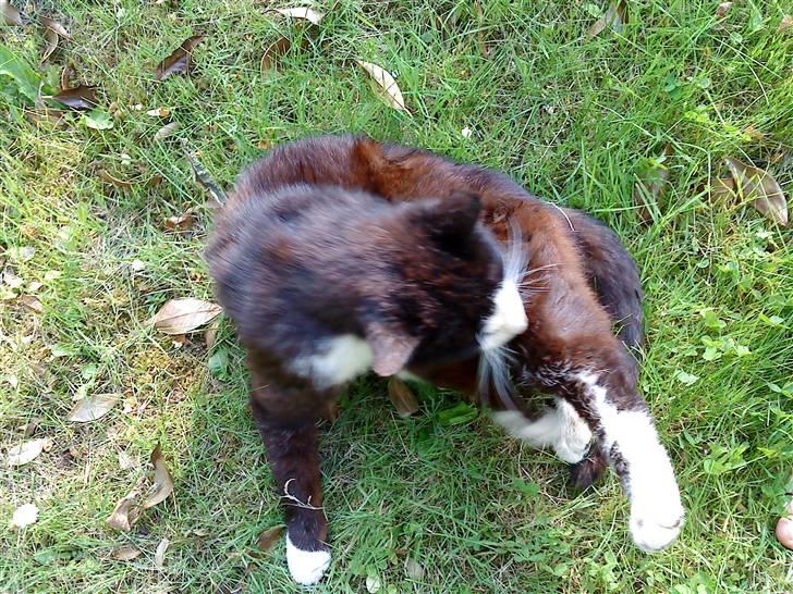 Blanding af racer simba billede 12