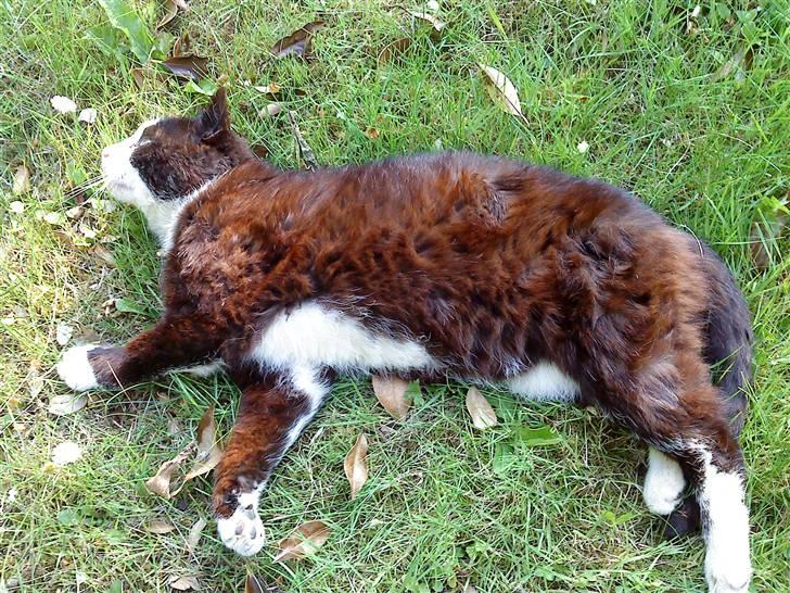 Blanding af racer simba billede 13