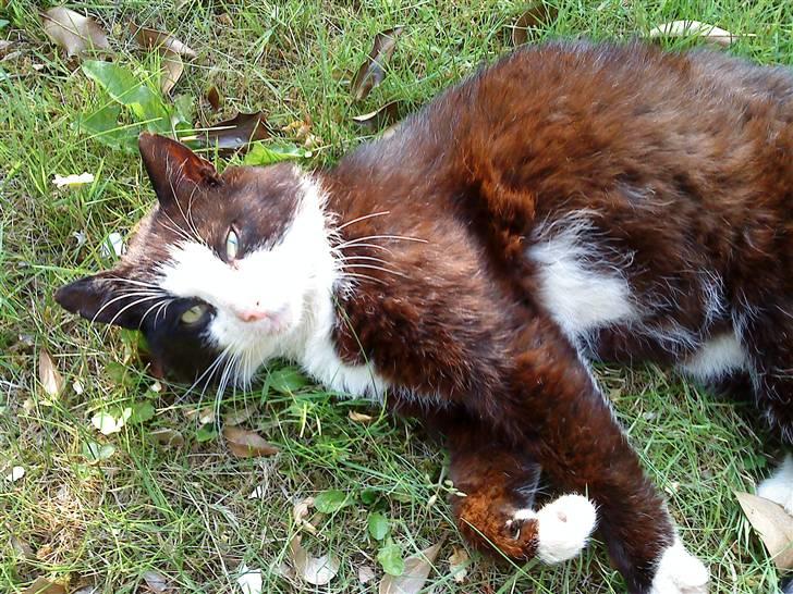 Blanding af racer simba billede 14