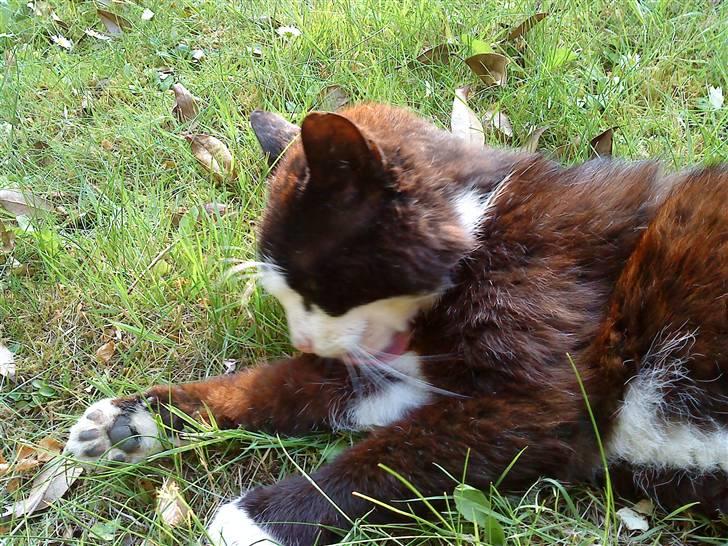 Blanding af racer simba billede 15