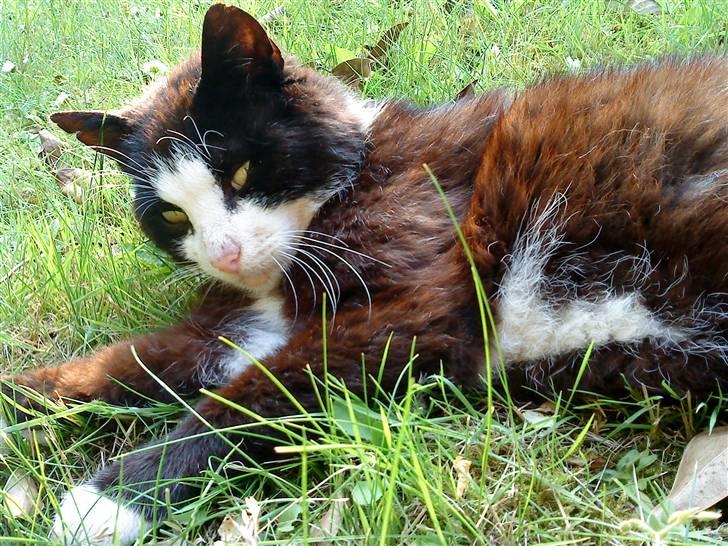 Blanding af racer simba billede 16